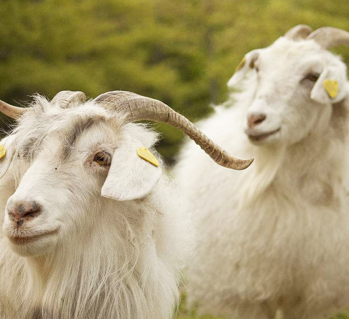 羊毛和羊绒到底有什么区别？